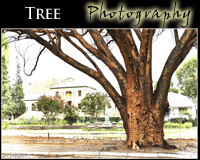 Fine Art Tree Photography